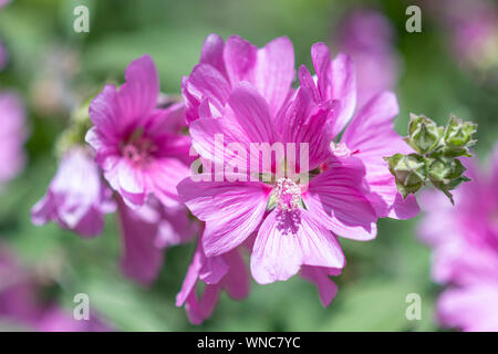 Alcea rosea rose trémière commune, la fleur qui s'épanouit sous la lumière de hachage printemps contre un fond vert flou Banque D'Images