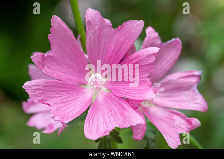 Alcea rosea rose trémière commune, la fleur qui s'épanouit sous la lumière de hachage printemps contre un fond vert flou Banque D'Images