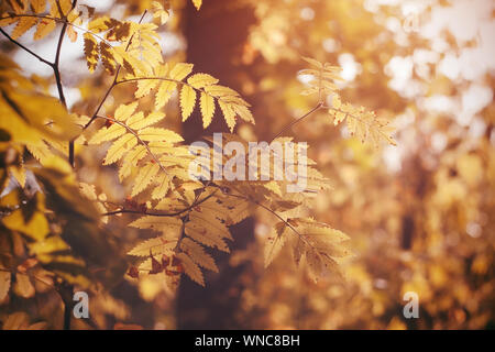 Feuilles d'oranger de mountain ash dans l'automne doré sont éclairés par les rayons lumineux du soleil. Banque D'Images