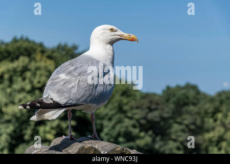 Mouette debout sur le haut d'un toit contre le grand arbre vert canope Banque D'Images