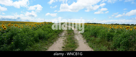 Photographie panoramique si un sentier de gravier qui traverse un champ de tournesols. Ciel bleu. Banque D'Images