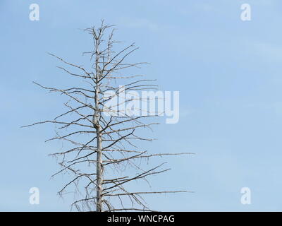 Dead arbre sec low angle contre le ciel bleu low angle de vue Banque D'Images