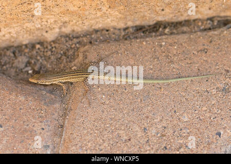 Ibiza lézard des murailles (Podarcis pityusensis) Banque D'Images