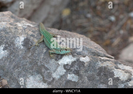 Ibiza lézard des murailles (Podarcis pityusensis) Banque D'Images