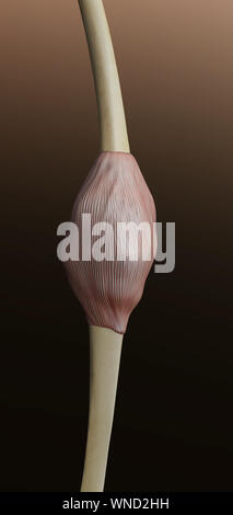 Genou muscle tissue structure humaine système mâle Banque D'Images