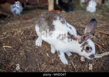 Funny cute le lapin à lapins fort sur le rural ranch. Banque D'Images