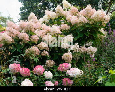 Fleur blanche teintée de rose chefs de la fin de l'été à l'automne fleurs de jardin rustique, arbustes Hydrangea paniculata 'Vanille Fraise' Banque D'Images