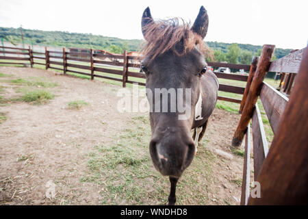 Portrait d'adorable poney à farm, fanny petit cheval . Banque D'Images