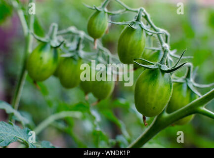 Bouquet de tomates vertes sur la plante. Close up. Banque D'Images