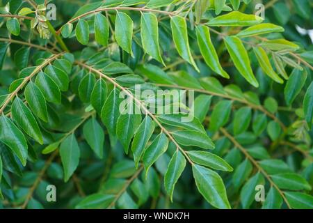 Des feuilles de cari background, selective focus Banque D'Images