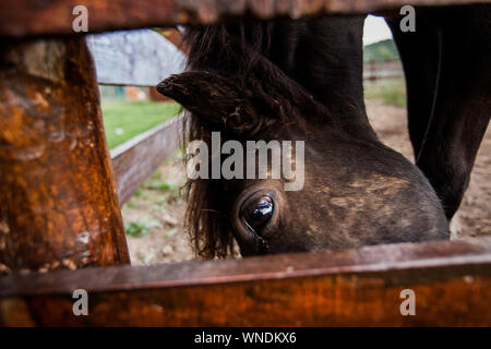 Portrait d'adorable poney à farm, fanny petit cheval . Banque D'Images