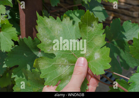 Close-up of vine grape leaf touchés par le mildiou (Plasmopara vitikola) Banque D'Images