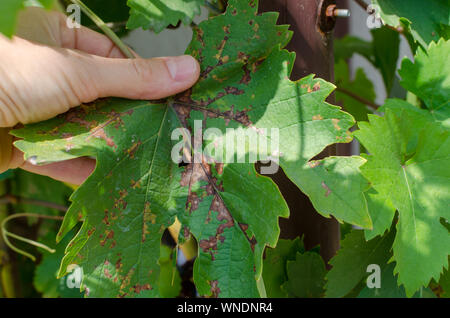 Close-up of vine grape leaf touchés par le mildiou (Plasmopara vitikola) Banque D'Images