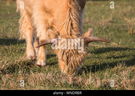 Solitaire boeuf debout manger de l'herbe dans le parc naturel de l'île de Langeoog, dans le nord de l'Allemagne lors d'une belle journée ensoleillée d'été Banque D'Images