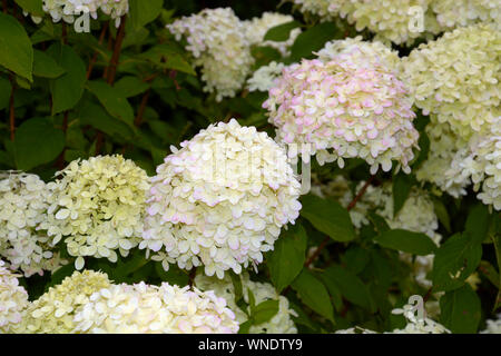 Arbuste à feuilles caduques de l'Hydrangea paniculata, hortensia ou Hydrangea paniculata limelight avec big blanc crème et rose et vert Fleurs dans summ Banque D'Images