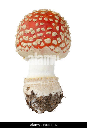 Champignons agaric fly rouge isolé sur fond blanc. Vue en gros plan. Banque D'Images