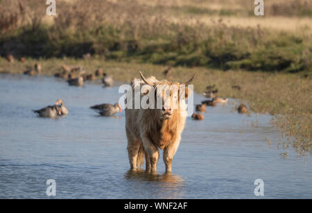 Vous vous tenez dans l'eau dans le parc naturel de l'île de Langeoog, dans le nord de l'Allemagne, lors d'une belle journée d'été ensoleillée et lumineuse Banque D'Images