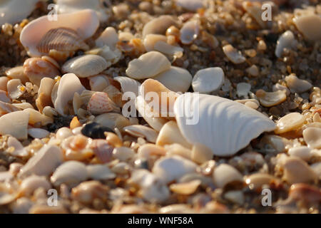 Les huîtres, coquillages et pierres de couleur sable de plage Banque D'Images