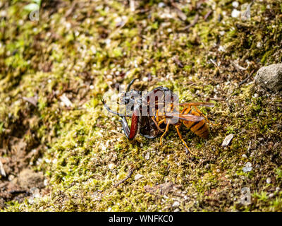 Un hornet jaune japonais, Vespa simillima xanthoptera, manger les restes d'un japonais mort du scarabée rhinocéros, Allomyrina dichotoma, dans un parc en Sas Banque D'Images