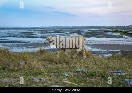 Moutons près de Westerland sur l'île de Sylt, Allemagne Banque D'Images