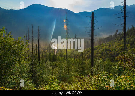 Des arbres cassés et abattus dans les montagnes Tatra Banque D'Images