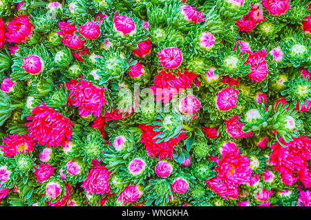 Le gros plan de la fleur de chrysanthème heap, le lumineux fleurs roses et rouges coupés sont entourées de feuilles vertes, marché de Taunggyi, Myanmar Banque D'Images