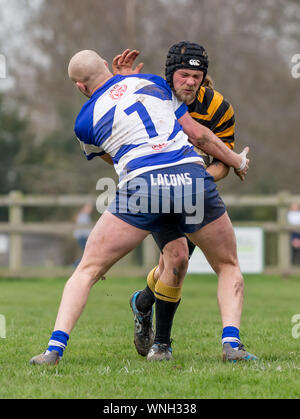 Mâle adulte rugby union attaquer, grimace Banque D'Images