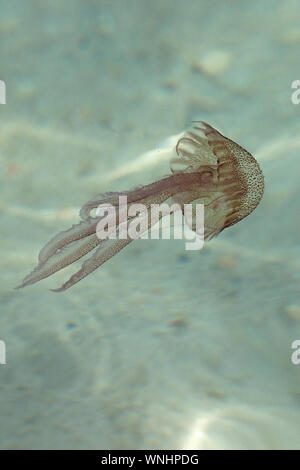 Les Méduses Stinger Mauve (Pelagia noctiluca) Banque D'Images