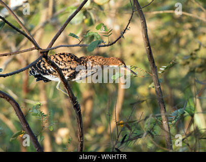 Libre des jeunes ( Tigrisoma lineatum Rufescent Tiger-Heron) perching on branch près de Parc National de Soberania,Panama Banque D'Images