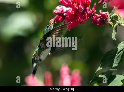 Gros plan du harfang-bellied Hummingbird (Amazilia edward) en vol en sirotant le nectar des fleurs roses en Chiriqui Province,Panama Banque D'Images