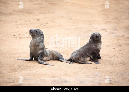 Deux jeunes otaries à fourrure du Cap qui posent côte à côte sur la Côte des Squelettes à l'océan Atlantique Sud. Colonie de phoques de Cape Cross, la Namibie. Banque D'Images