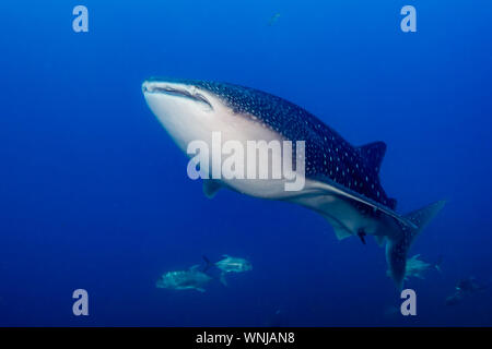 Un énorme requin baleine femelle nageant dans un océan tropical Banque D'Images