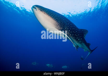 Un énorme requin baleine femelle nageant dans un océan tropical Banque D'Images