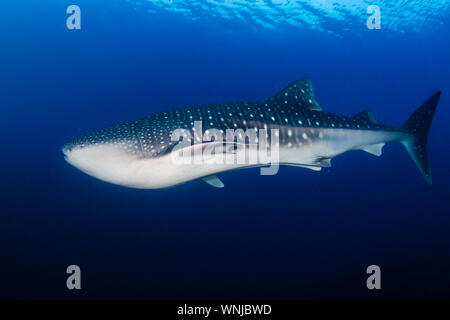Un énorme requin baleine femelle nageant dans un océan tropical