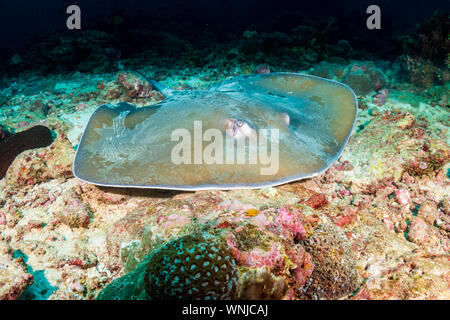 Grand Stingray sur le fond marin sur un récif de coraux tropicaux Banque D'Images