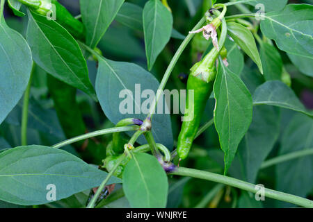 Hot green chili peppers croissant sur les plantes de jardin Anglais Banque D'Images