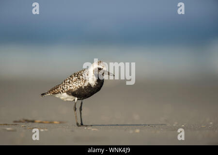 Un plumage de reproduction Pluvier argenté se dresse sur une plage de sable fin dans les rayons du soleil avec un arrière-plan. Banque D'Images