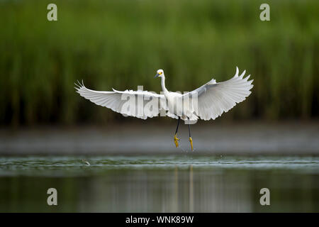 Un livre blanc Aigrette neigeuse survole l'eau peu profonde dans un marais avec un fond d'herbe verte dans les nuages la lumière. Banque D'Images