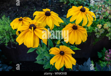 Patch de black-eyed Susan fleurs Banque D'Images