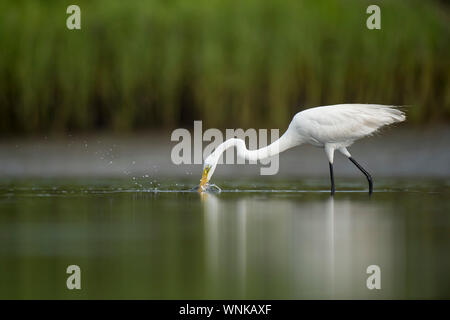 Une Grande Aigrette frappe dehors avec son long cou pour un petit poisson dans le calme de l'eau peu profonde. Banque D'Images