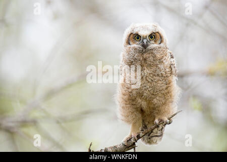 Un grand-duc d'Owlet perché dans un arbre a l'air droit devant avec de grands yeux jaunes dans les nuages la lumière. Banque D'Images