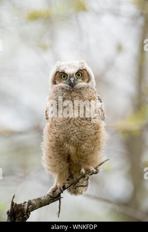 Un grand-duc d'Owlet perché dans un arbre a l'air droit devant avec de grands yeux jaunes dans les nuages la lumière. Banque D'Images