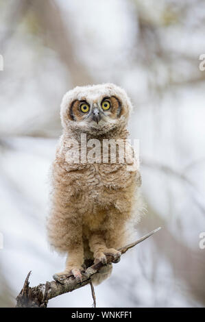 Un grand-duc d'Owlet perché dans un arbre a l'air droit devant avec de grands yeux jaunes dans les nuages la lumière. Banque D'Images