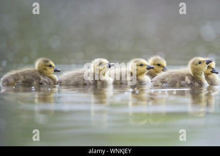 Cute et fuzzy Canada oison nager dans l'eau calme sur l'image avec une lumière douce. Banque D'Images