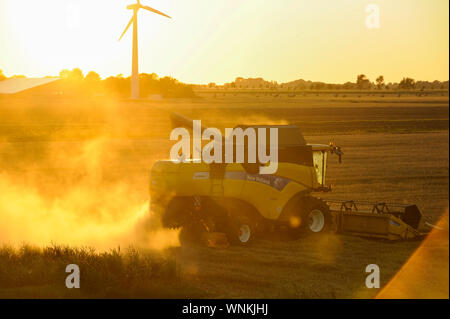 Allemagne, Schleswig Holstein, la récolte de céréales avec une moissonneuse-batteuse New Holland pendant le coucher du soleil, la lumière du soleil d'or et la poussière Banque D'Images