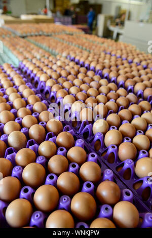 L'Allemagne, la ferme et la production d'oeufs de poule, le tri et l'emballage des matières premières / oeufs bruns et blancs, Legehennenbetrieb Eierproduktion, DEUTSCHLAND, Verpackung und By Night Aldo Roncaglioni Banque D'Images