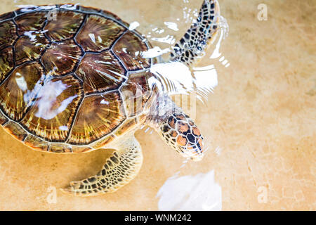 Tortue de mer nage dans la piscine découverte. La tortue est couleur marron. Centre de réadaptation pour restaurer le nombre de tortues, la Thaïlande, l'Asie Banque D'Images