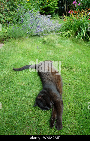 Un vieux, noir, chat paresseux dort sur la pelouse en face de la maison sur un jour d'été ensoleillé Banque D'Images