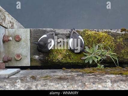 Paire de Guillemot à miroir (Cepphus grylle), le mur du port traverse en bois, Oban, Ecosse, Royaume-Uni Banque D'Images