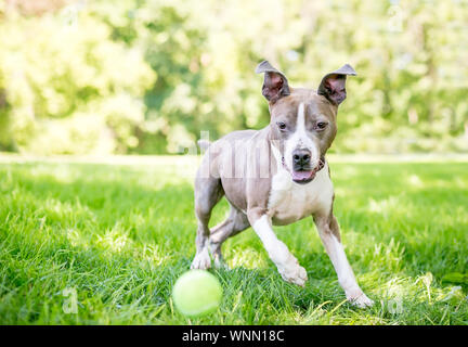 Gris et Blanc, un pit-bull terrier dog avec les oreilles tombantes courir après une balle en plein air Banque D'Images